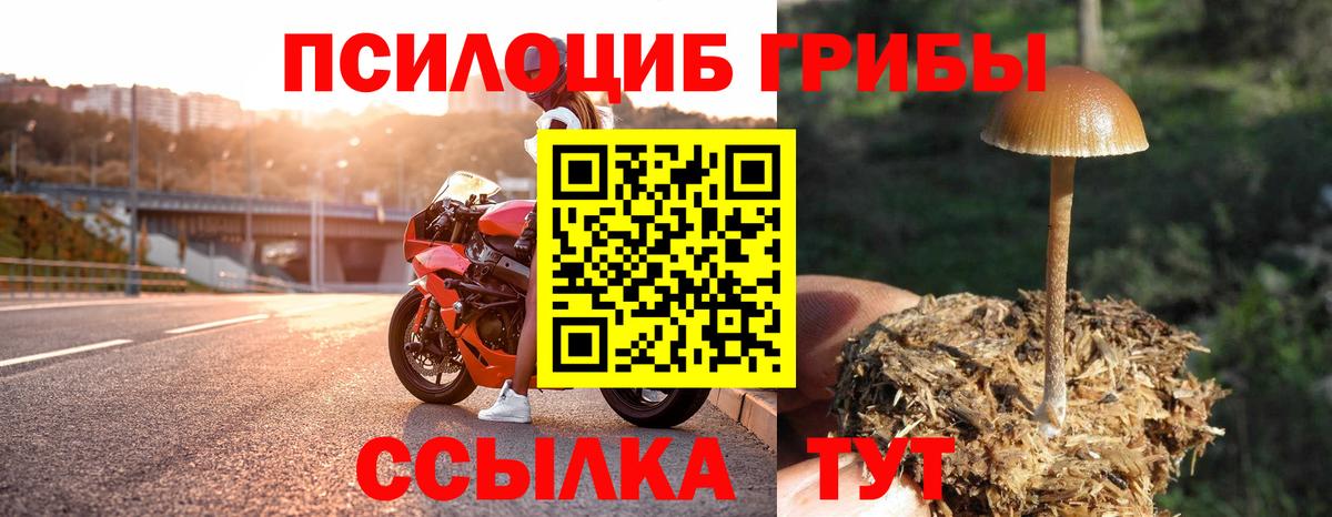 Псилоцибиновые грибы Psilocybine cubensis Уссурийск